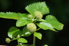 Lecanthus peduncularis